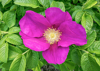 Prairie Wild Rose flower on a spring time day