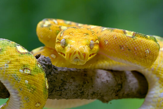 Close up of a green tree python on a branch, Indonesia