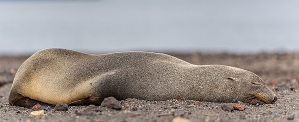 Antarktische Seebären (Arctocephalus gazella) auf Deception Island - Whalers Bay...