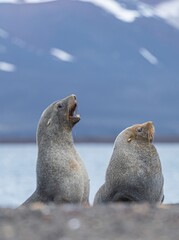 Naklejka premium Antarktische Seebären (Arctocephalus gazella) auf Deception Island - Whalers Bay (Süd-Shetlandinseln)