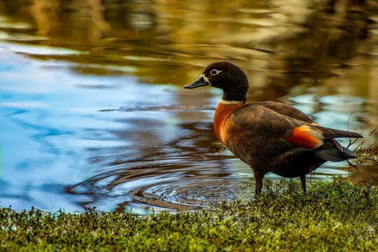 Female Australian Shelduck (Tadorna tadornoides) standing in a river, Perth, Western Australia, Australia