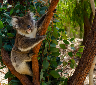 Close-up Portrait of a koala in a eucalyptus tree, Western Australia, Australia