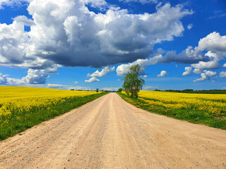 canola yellow flowers and blue sky