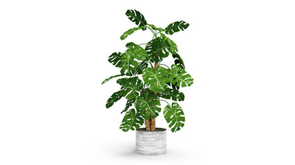 3d render monstera plant isolated in the centr white bacground