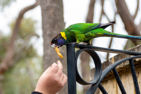Person feeding a Australian ringneck parrot (Barnardius zonarius semitorquatus), Western Australia, Australia
