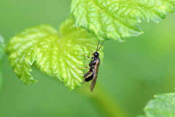 Common gooseberry sawfly Pristiphora appendiculata laying eggs into a currant leaf. This pest can rapidly defoliate gooseberry plants.