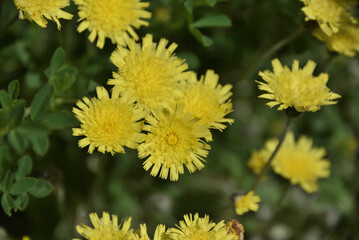 Żółte polne kwiatki