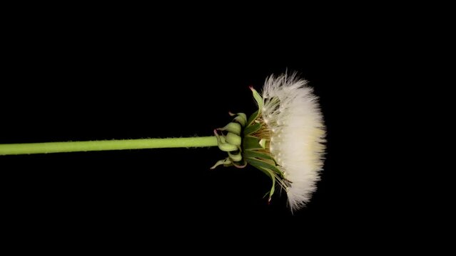 Time lapse of dandelion opening against a black background.