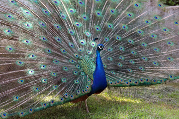 Obraz premium Paon aux ailes déployées