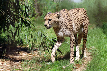 Démarche du guépard