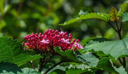 Clerodendrum bungei flower with purple cap in garden. Close-up flower in natural sunlight on blurred dark green background. Flower landscape for nature wallpaper. Place for your text. Selective focus