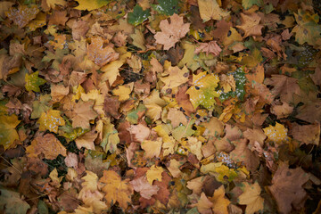 Dry leaves lie on the floor. Autumn leaves close up. Background of yellow leaves