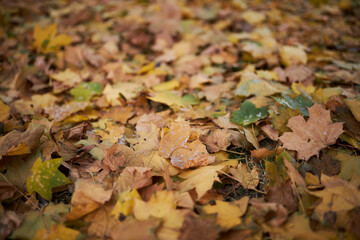 Dry leaves lie on the floor. Autumn leaves close up. Background of yellow leaves