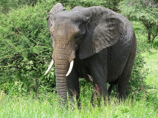Elefant