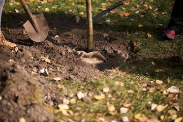 Shovels are in the ground. Gardening.
