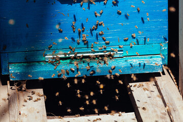 Bees in flight near the hive