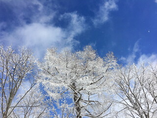 樹氷と青空　菅平スキー場
Rime and blue sky Sugadaira ski resort
