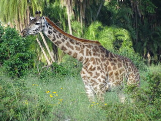 Giraffe