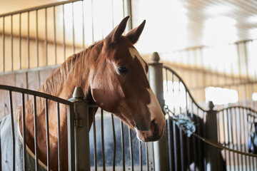 Fototapeta premium bay horse in an aviary. close-up portrait of a bay horse