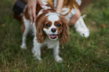 Portrait of a dog Charles King Spaniel. cute dog