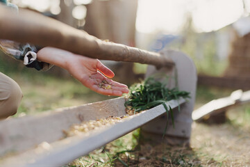 A woman works on a farm and feeds her chickens with healthy food, putting young, organic grass and compound feed into their feeders by hand to feed them