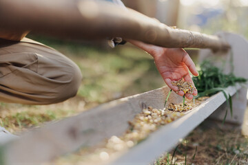 A woman works on a farm and feeds her chickens with healthy food, putting young, organic grass and compound feed into their feeders by hand to feed them