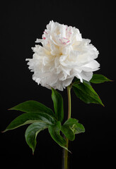 White Peony flower isolated on black background
