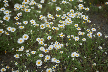 Field small daisies in the meadow. Floral background of daisies. Lovely cute daisies close up 