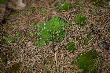 Moss in the forest close-up. Nature. Plants in the forest in the grass. handicap
