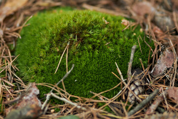 Moss in the forest close-up. Nature. Moss close-up. 