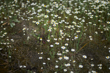 Obraz na płótnie Canvas Field small daisies in the meadow. Floral background of daisies. Lovely cute daisies close up 