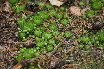 Moss in the forest close-up. Nature. Plants in the forest in the grass. handicap
