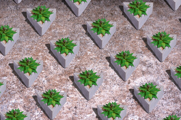 Pattern of the green plant Sempervivum tectorum in a triangular stone pot on a marble background.