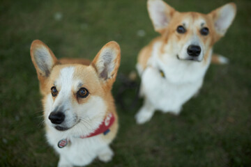 Two cute corgi dogs. Corgi closeup