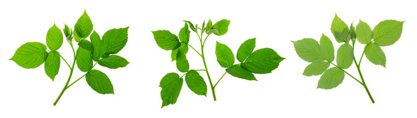 Set : Raspberry leaves isolated on white background. Raspberry bush. Fresh spring greens. Herbal medicine. Gardening.