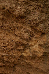 Texture of shell rock and earth close-up. breed
