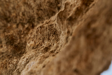 Texture of shell rock and earth close-up. breed

