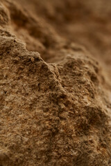 Texture of shell rock and earth close-up. breed
