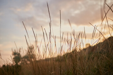 Reed vs. Sunset. Selective focus. Shallow depth of field. Beautiful sunset among the dry grass. 