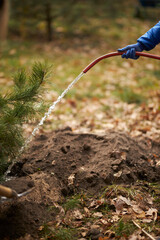 Irrigation of trees. watering. Hose. Gardening