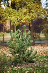 Pine tree in the park closeup 