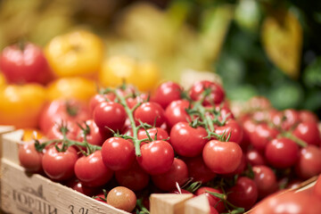 Cherry tomatoes close-up. Juicy fresh tomatoes.