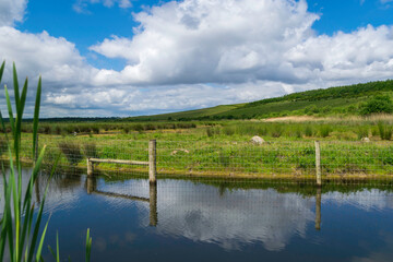 lake in the forest