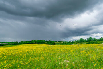 fields of buttercups