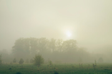 Obraz na płótnie Canvas Foggy morning in the meadow