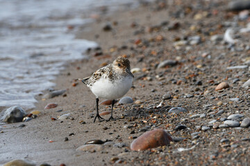 Sanderling sandpiper shorebird walks along shore