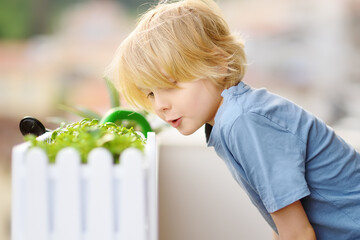 Cute preschooler boy is growing microgreens plants in a box on the balcony. Child is watching...