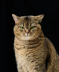 Portrait of an adult gray cat with green eyes on a black background