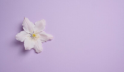 white clematis flower on purple paper background, top view