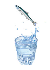 anchois, poisson, évasion, saut, eau, en verre, boire, clapoter, liquide, isolé, froid, blanc, danger, boisson, glace, bouillonner, bleu, éclaboussure, frais, clair, abattre, verser, sain, transparent